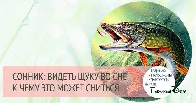 К чему снится щука? толкование по сонникам