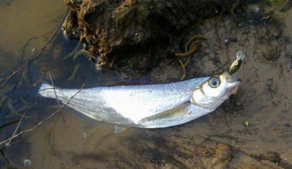 какая рыба водится в ангаре иркутская область. Смотреть фото какая рыба водится в ангаре иркутская область. Смотреть картинку какая рыба водится в ангаре иркутская область. Картинка про какая рыба водится в ангаре иркутская область. Фото какая рыба водится в ангаре иркутская область