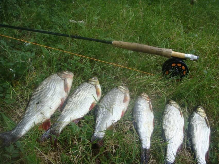 Ловля язя на спиннинг | особенности рыбалки на реке и на озере