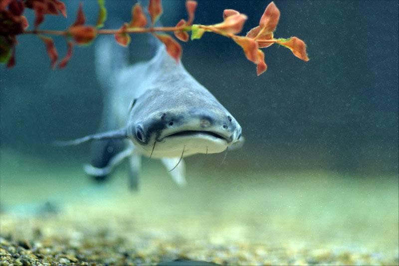Акулий сом - особенности содержания подвида и требования к аквариуму