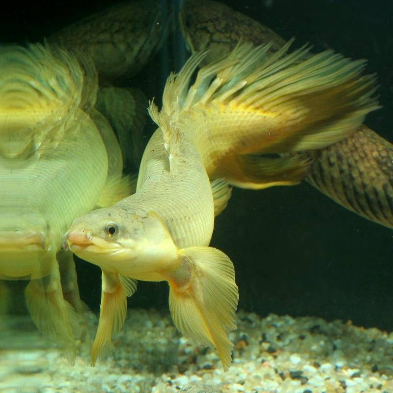Рыбка полиптерус сенегальский содержание в аквариуме, виды, размножение