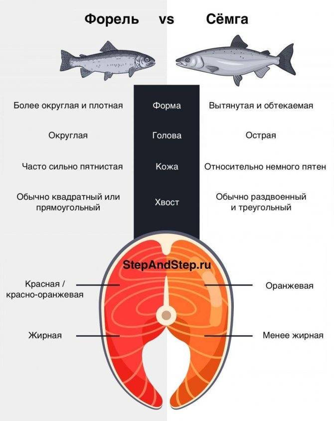 Лосось и семга — чем отличаются эти рыбы? | в чем разница