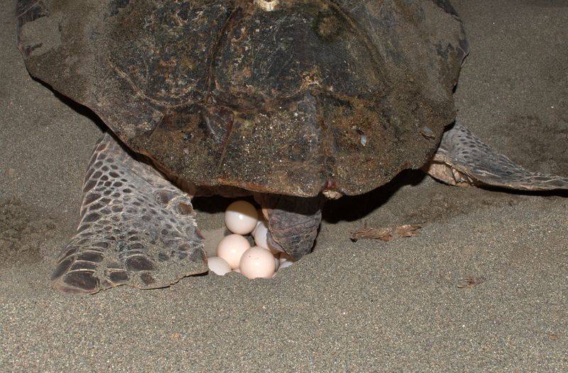 Красноухая черепаха откладывает яйца. Головастая черепаха (логгерхед или Каретта). Черепаха логгерхед. Головастая морская черепаха.