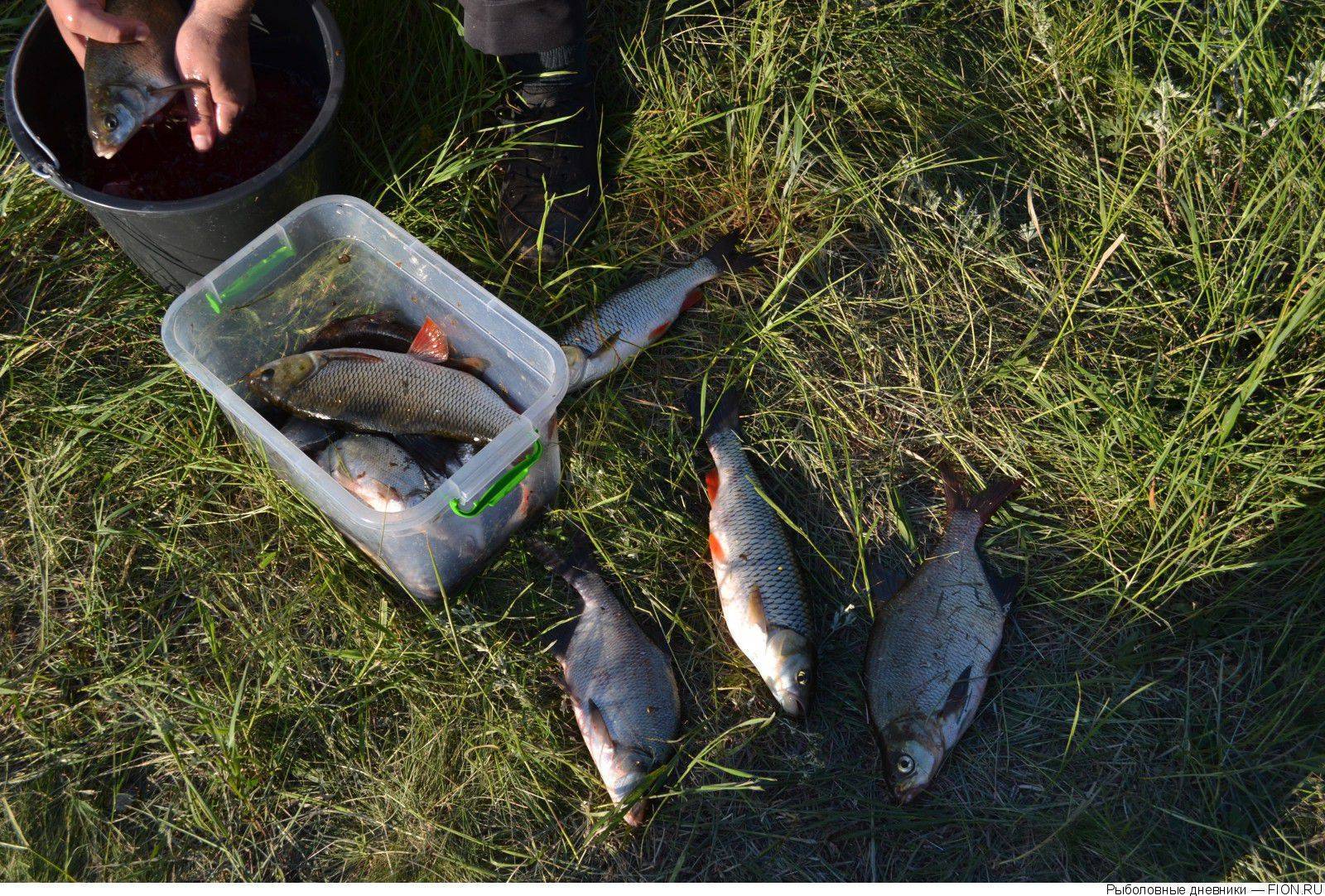 Рыбалка в рязанской области - отчеты 2021, в контакте