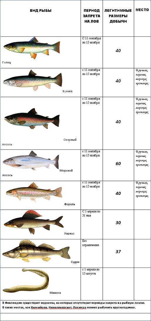 Допустимые размеры и суточная норма вылова рыбы на сегодня