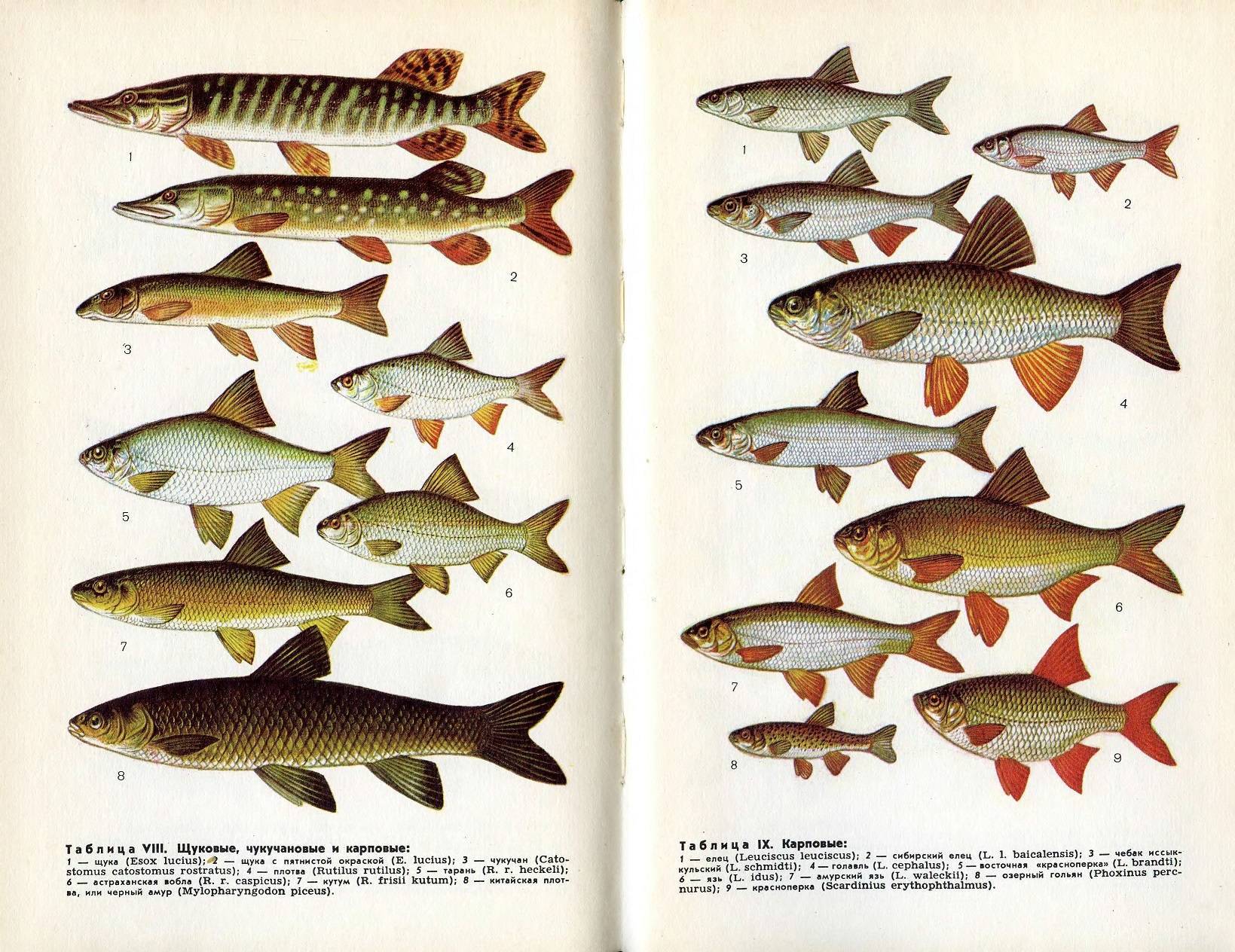 Виды речной рыбы с фото и названиями