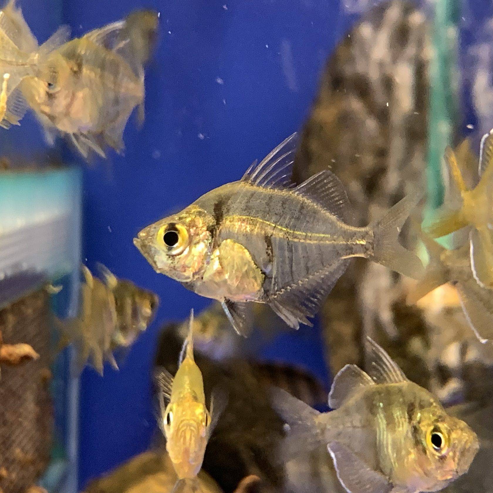Необычная аквариумная зеркальная рыбка: особенности покупки и содержания индийского стеклянного окуня