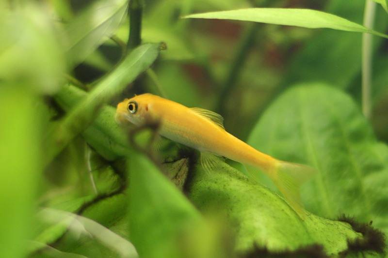 Аквариумная рыбка сиамский водорослеед