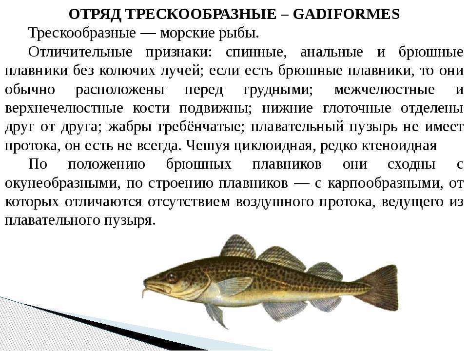 Рыбы тресковых пород — перечень названий, места обитания, список видов, фото