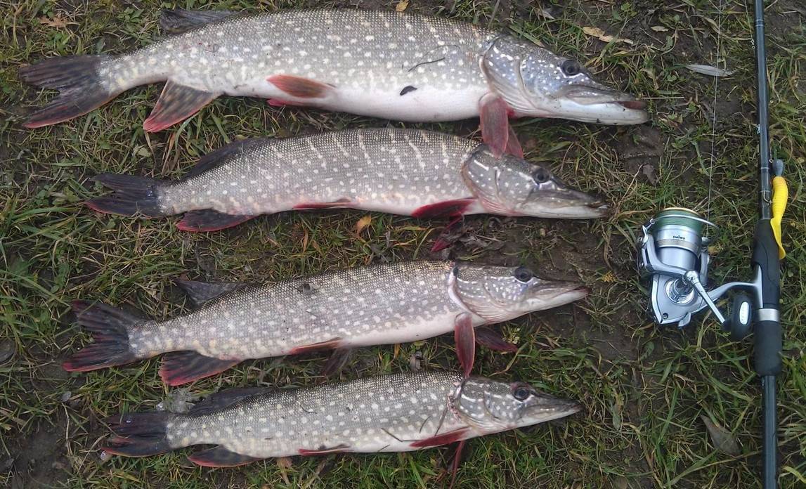 Рыбалка на озернинском водохранилище - как добраться, какая рыба водится, советы по рыбной ловле