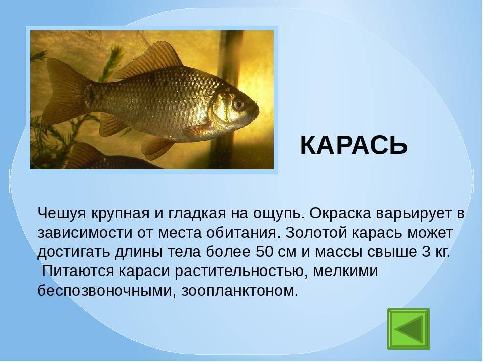Информация про рыб. Краткое сообщение о карасе. Рассказ о рыбе. Доклад про рыб. Карась презентация.