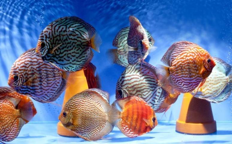 10 самых неприхотливых аквариумных рыбок - aqua-tropica.ru