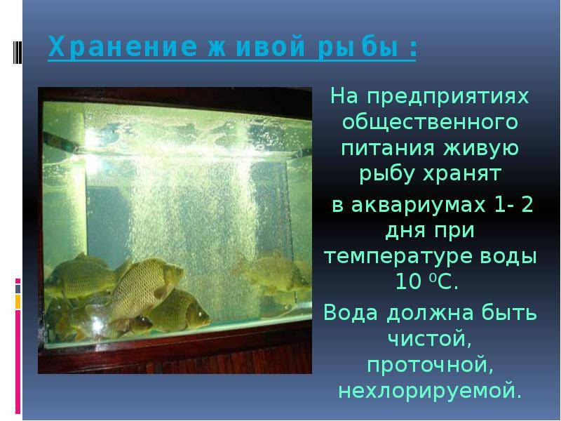 Оптимальная температура в домашнем аквариуме: как должно быть, каких рыбок и растения заводить