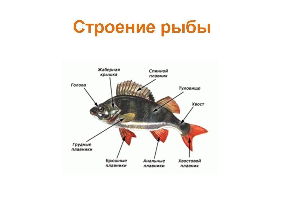 Речная рыба - список речных рыб, представители, особенности поведения, места обитания, рыбалка
