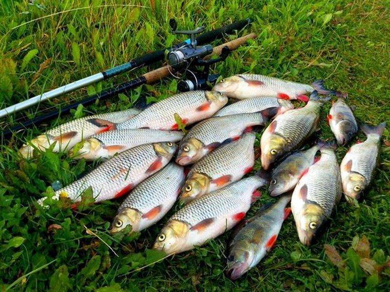 Рыбалка в краснодарском крае: лучшие места на карте топ-10