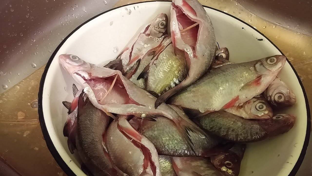 Как засолить рыбу для сушки