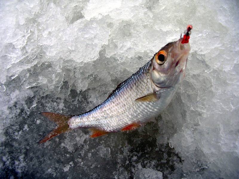 Особенности ловли рыбы зимой на мормышку чертик