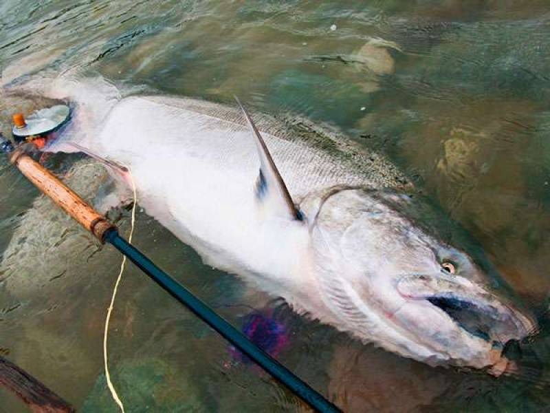 Семга – красная рыба из рода лососей