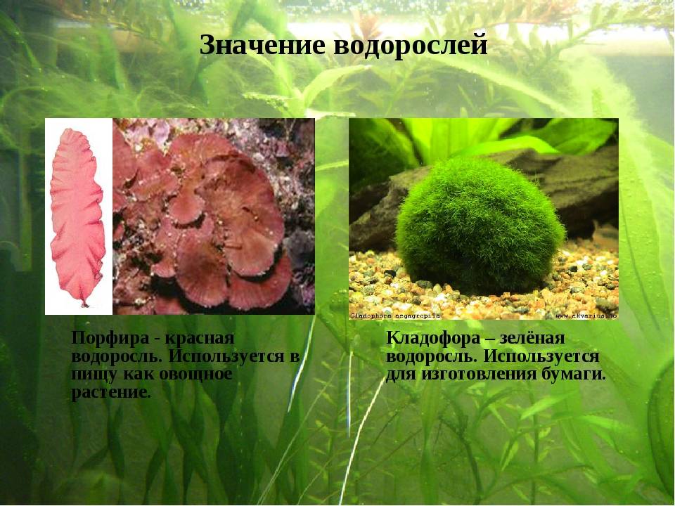 Растения относящиеся к водорослям