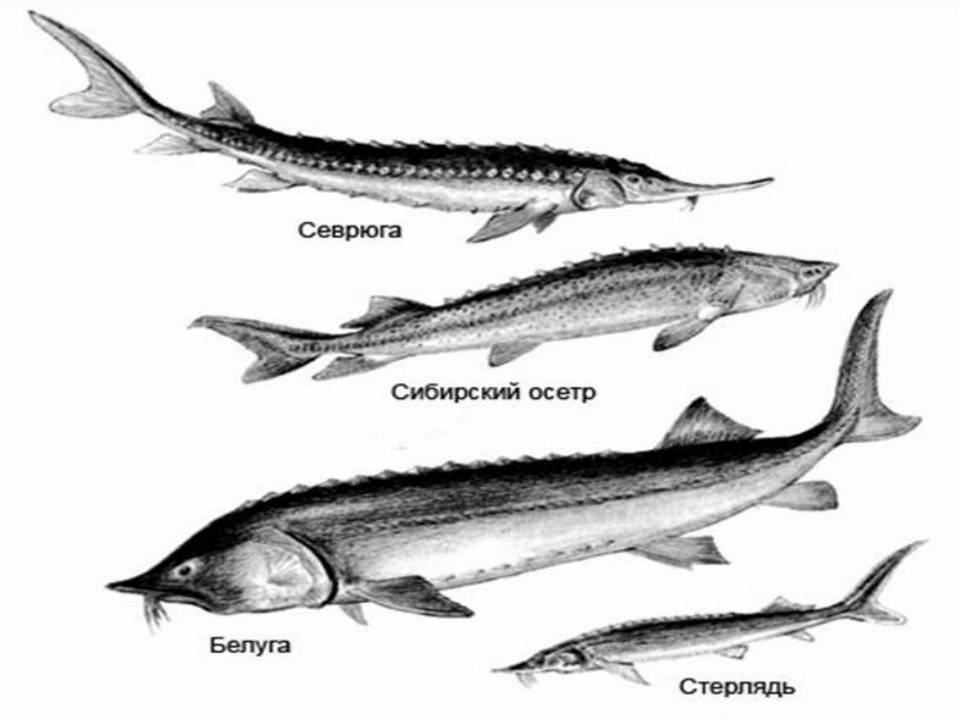 Виды осетровых рыб: описание представителей и различия :: businessman.ru