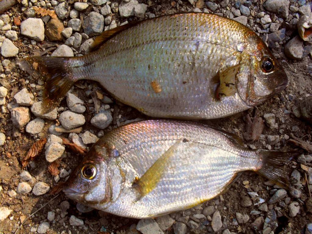 Прикорм и наживка, использующиеся на морской рыбалке – рыбалке.нет