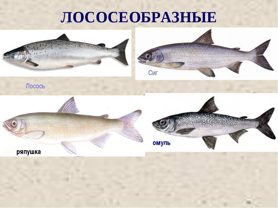 Омуль рыба из семейства сиговых. описание и среда обитания
