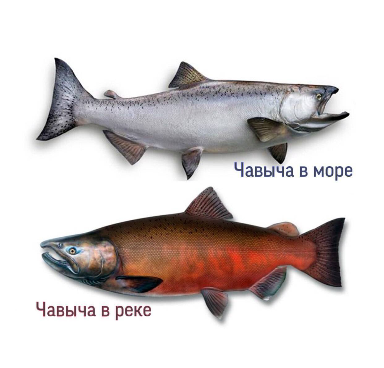 Чавыча: где обитает, питание и условия жизни рыбы, что вкуснее семга или чавыча
