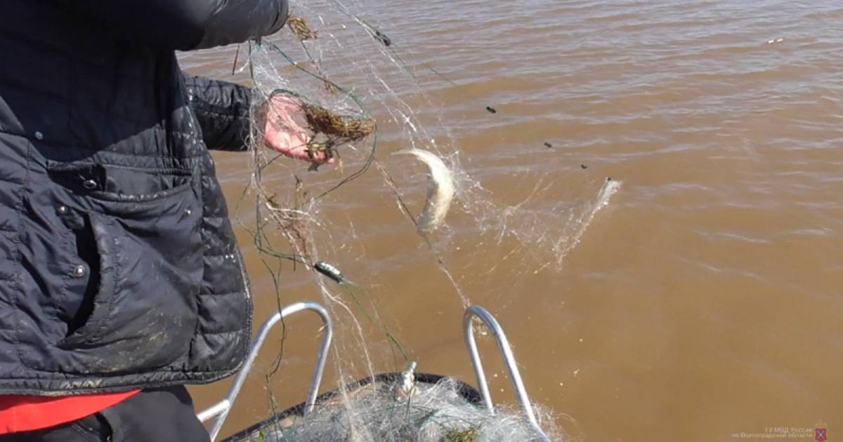Ловушки для рыбы: как сделать ловушку и поймать рыбу без удочки