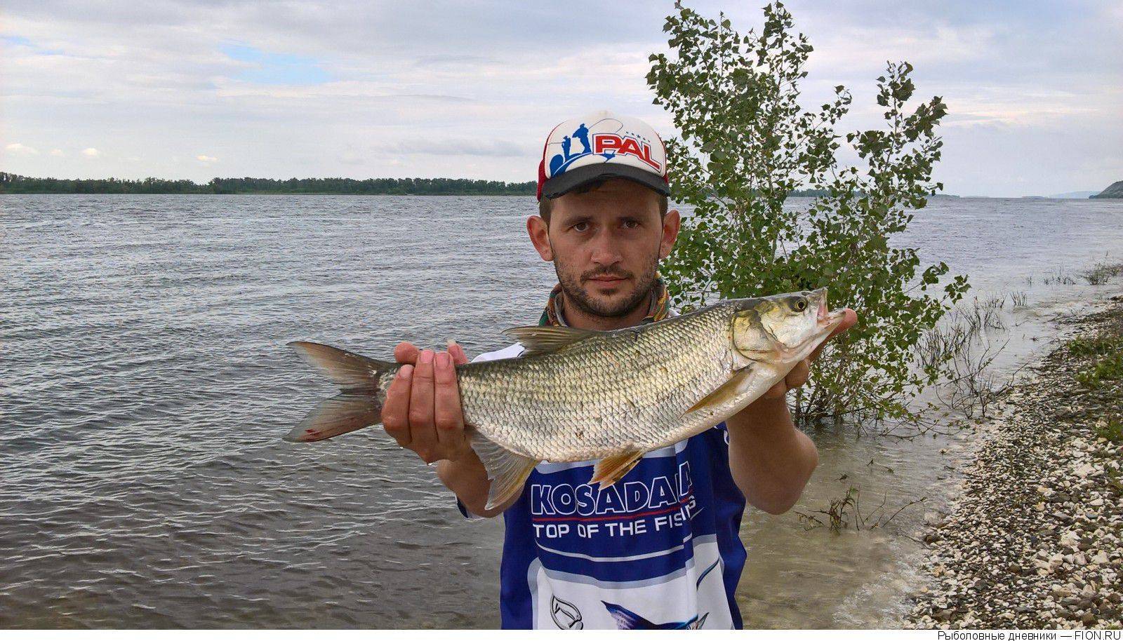 Пугачев клев. Рыбалка в Балаково на Иргизе. Река Кама рыбы. Рыбалка в Саратове на Волге. Рыба в речке.