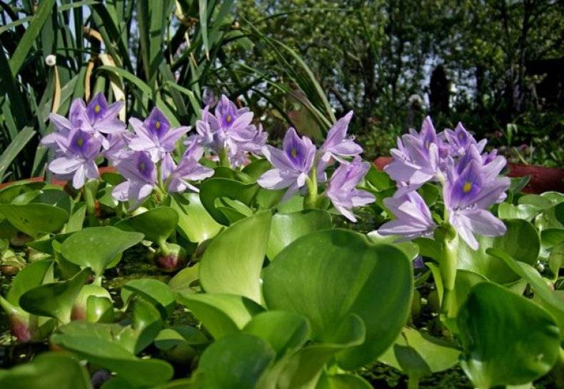 Водяная эйхорния или водный гиацинт: описание растения, посадка и уход в домашних условиях, полезные свойства