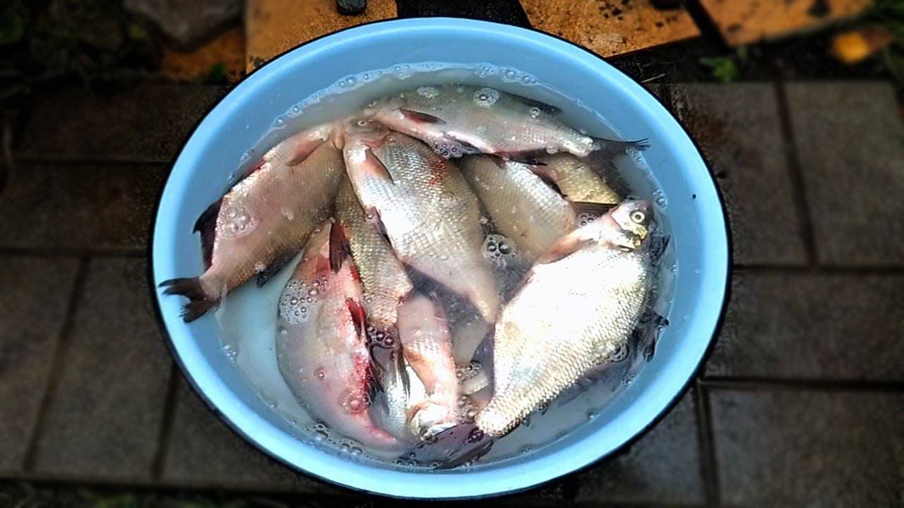 Таранка: секреты приготовления сушено-вяленой рыбы в домашних условиях - будет вкусно! - медиаплатформа миртесен