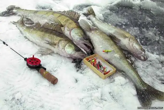 Рыбалка на спиннинг | спиннинг клаб - советы для начинающих рыбаков
ловля судака на балансир зимой – снасти и техника рыбалки
