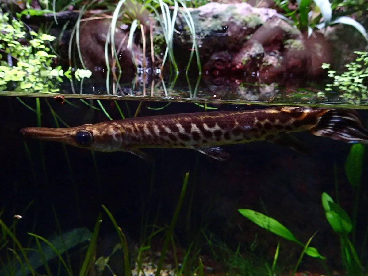 Панцирная щука  – миссисипский панцирник  – в аквариуме через 100 миллионов лет  