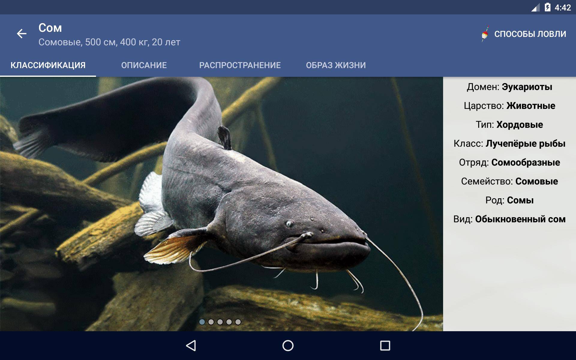 Рыба минога: фото, описание, способы ловли, пищевая ценность «семидырки»