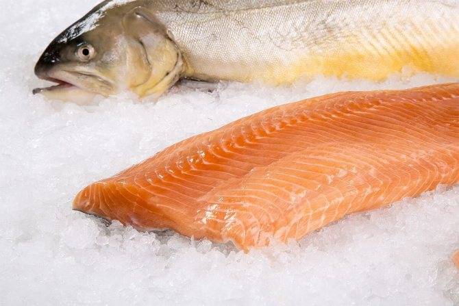 Рыба голец: характеристика вида и где обитает, польза и вред от употребления, способы приготовления