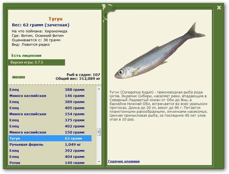Тугунок рыба паразиты: диета, лекарства, причины и диагностика, таблетки