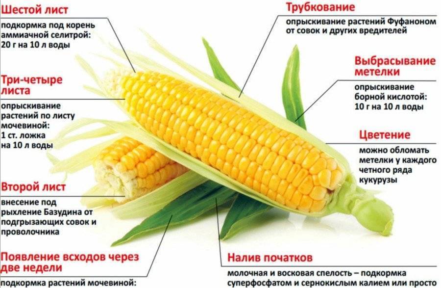 Как варить кукурузу правильно: сколько времени варить кукурузу в кастрюле?