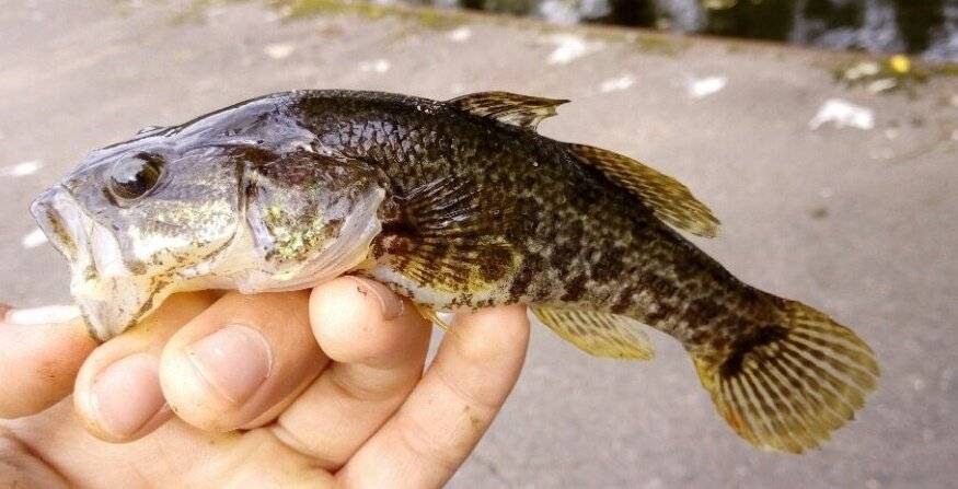 Ротан рыба: как выглядит, каких размеров достигает, питание и нерест.