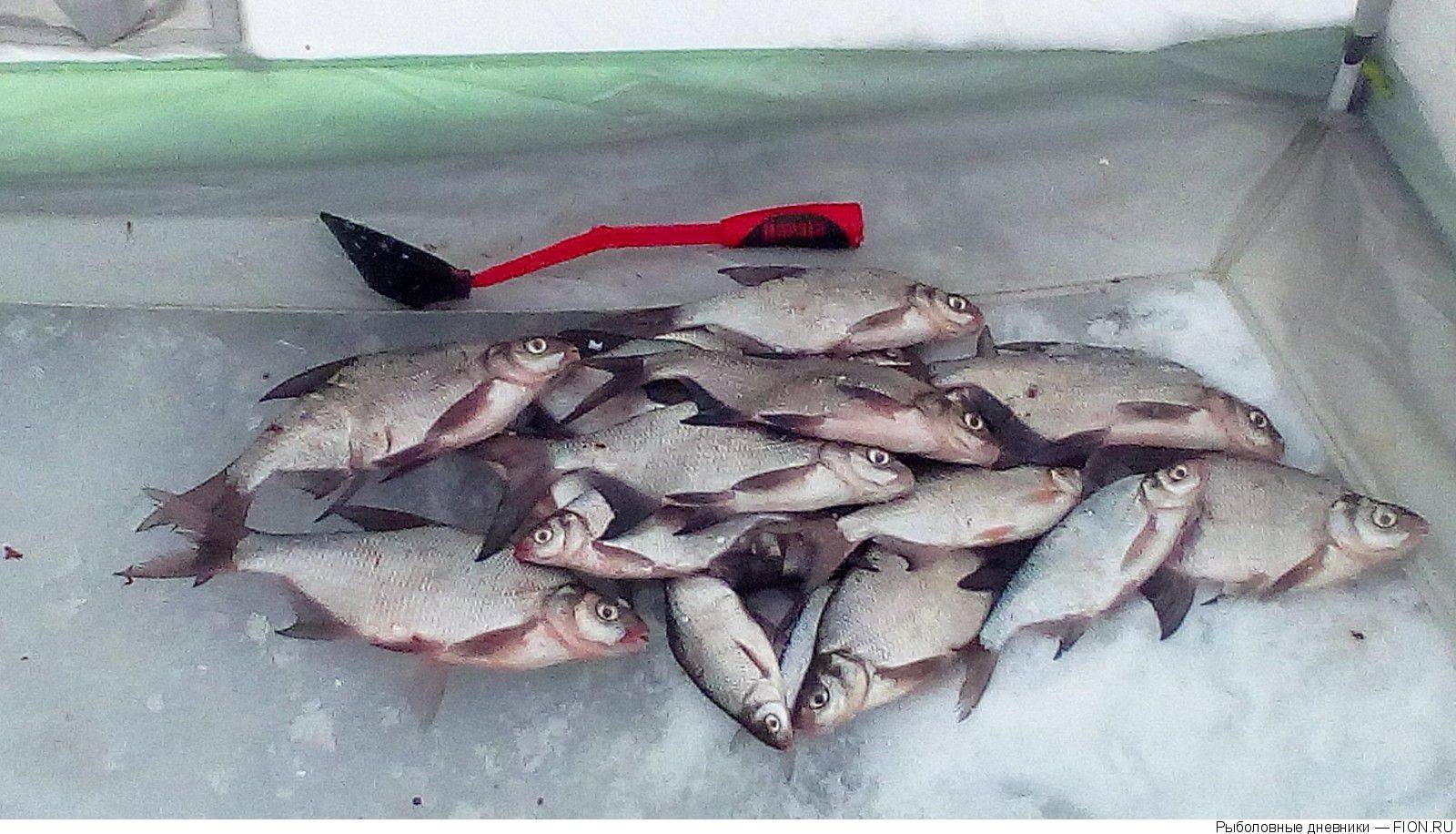 Рыбалка на рузском водохранилище - отчёты о рыбалке, обзор пойманных рыб