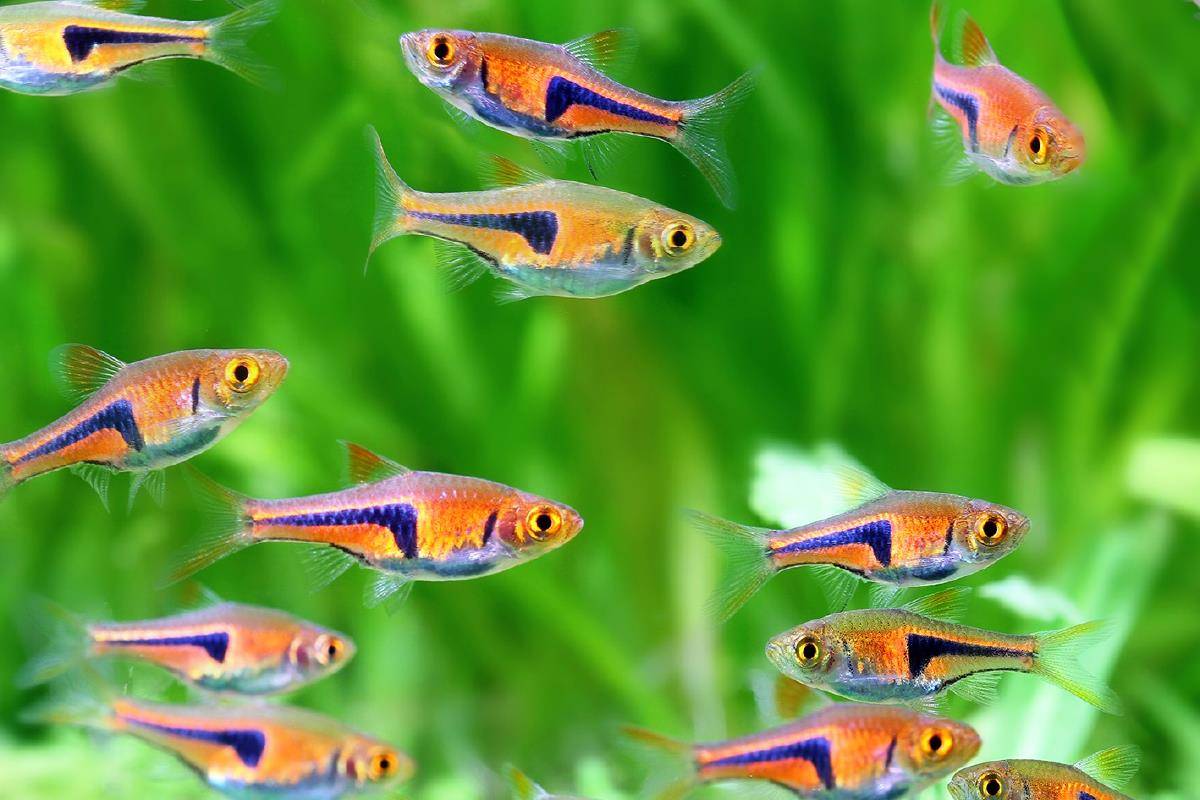 Описание самых популярных аквариумных рыбок для домашнего содержания: изучаем внимательно