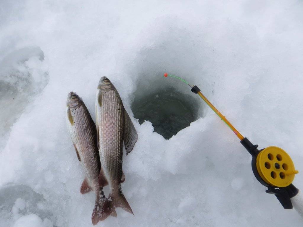 Ловля хариуса зимой и тактика рыбалки на малых реках