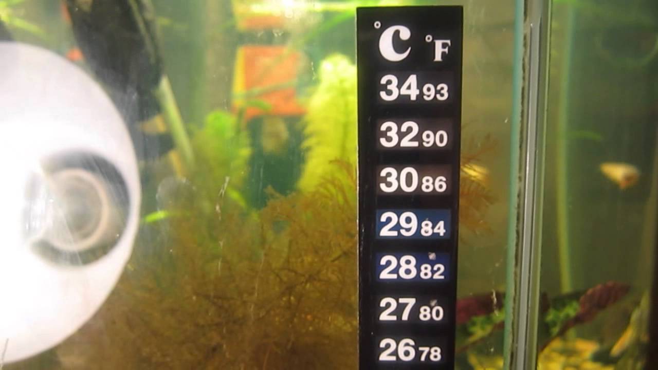 Какая температура воды должна быть в аквариуме у рыбок и как поддерживать ее постоянной и оптимальной. значение правильной температуры воды в аквариуме для его обитателей оптимальная температура для р