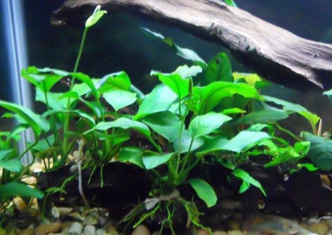 Анубиас: содержание и размножение аквариумного растения