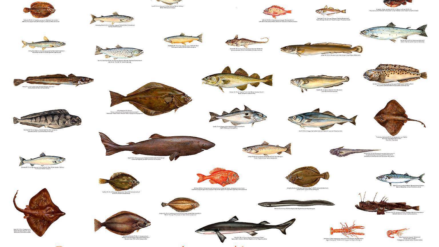 Рыбы без чешуи. названия описания и виды рыб без чешуи  | животный мир