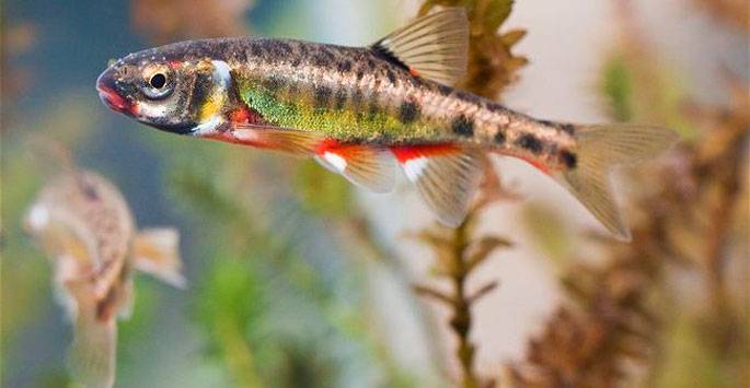 Летучая рыба. описание, особенности, образ жизни и среда обитания летучей рыбы