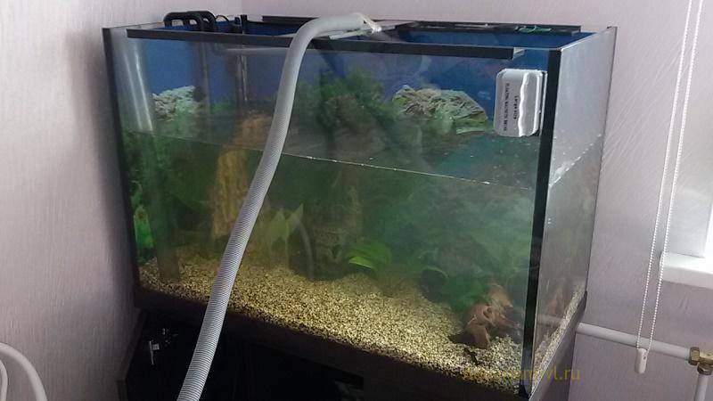 Как часто менять воду в аквариуме с рыбками