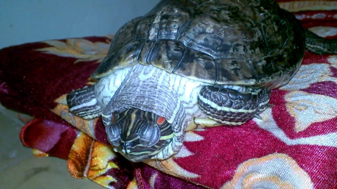 Спячка черепахи в домашних условиях. Пластрон красноухой черепахи. Череп красноухой черепахи. Огромная красноухая черепаха.