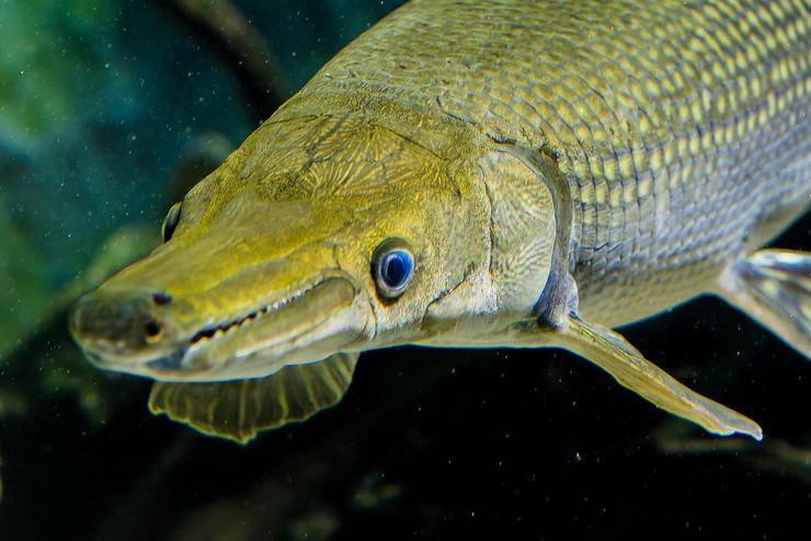 Панцирная щука – миссисипский панцирник  – в аквариуме через 100 миллионов лет  