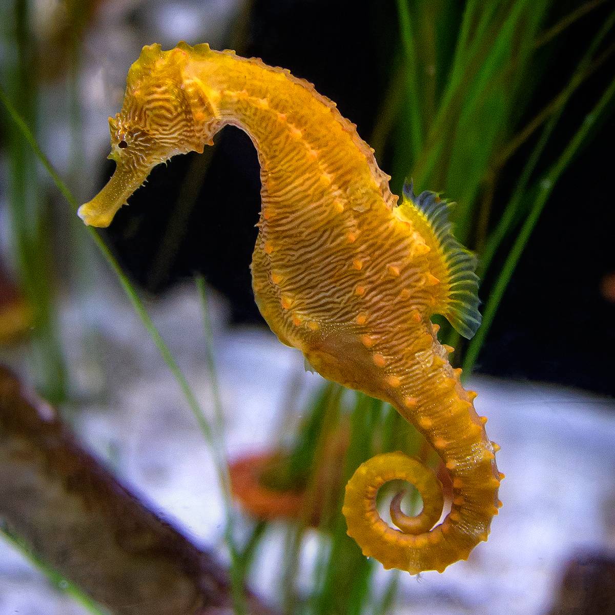 Hippocampus Hippocampus морской конёк