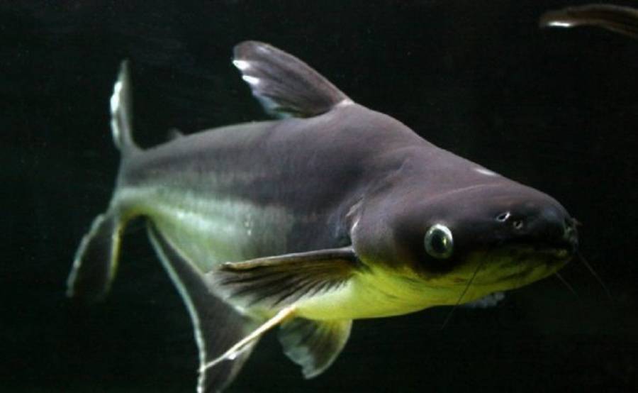 Акулий сом: условия содержания, как кормить пангасиуса, совместимость с другими рыбами